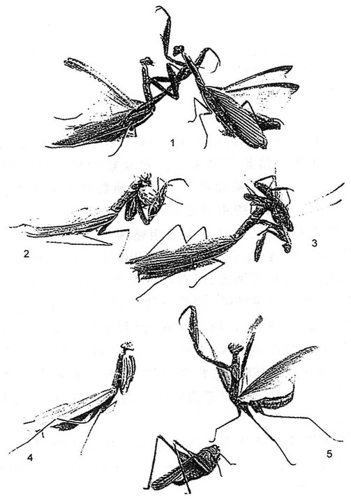 《昆虫记》插图