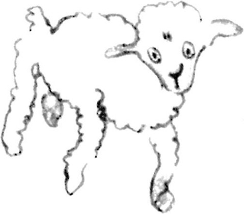 《小王子》插图
